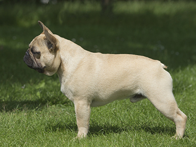 French Bulldog standing