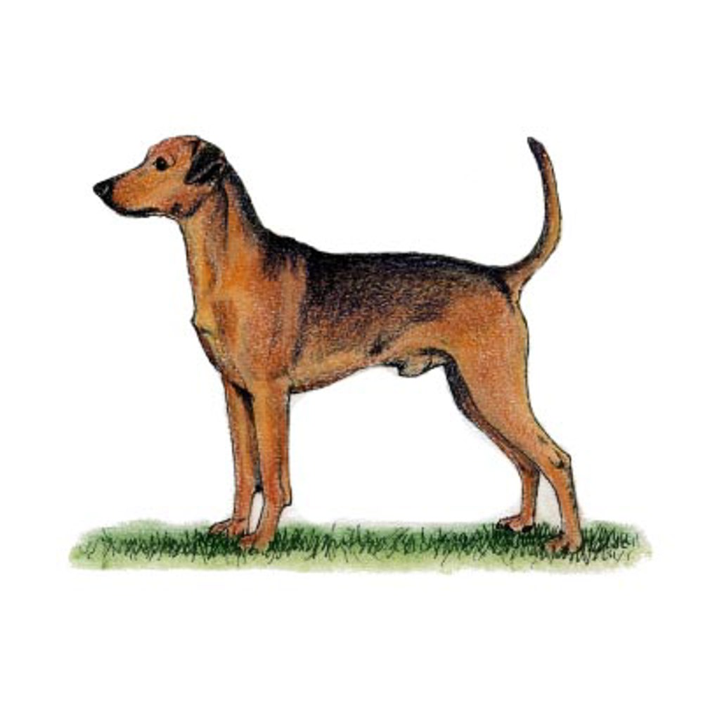 German Pinscher illustration