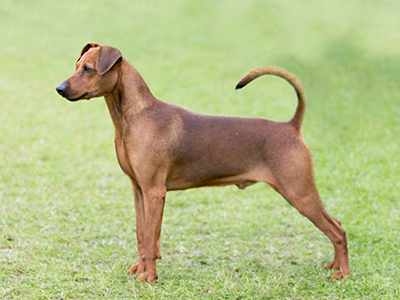 German Pinscher standing