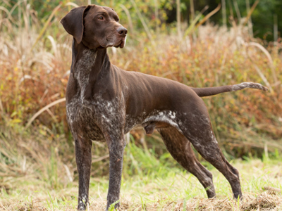 German Shorthaired Pointer standing