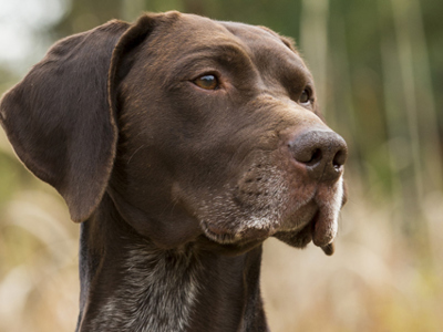 German Shorthaired Pointer headshot