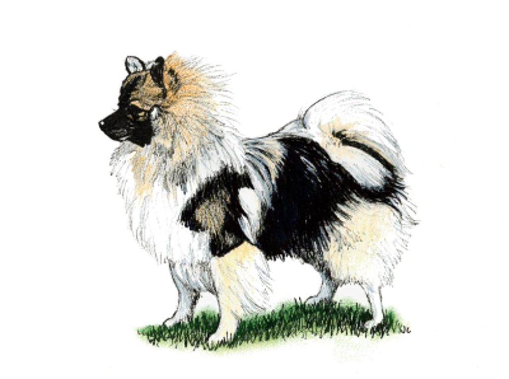 German Spitz (Klein) illustration