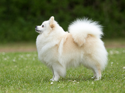 German Spitz Klein standing