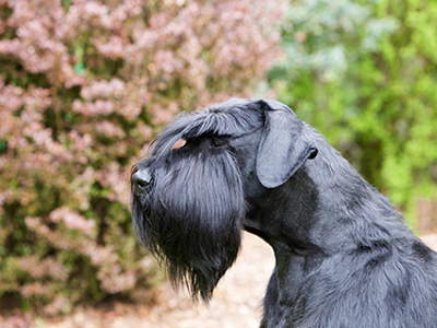 Giant Schnauzer headshot