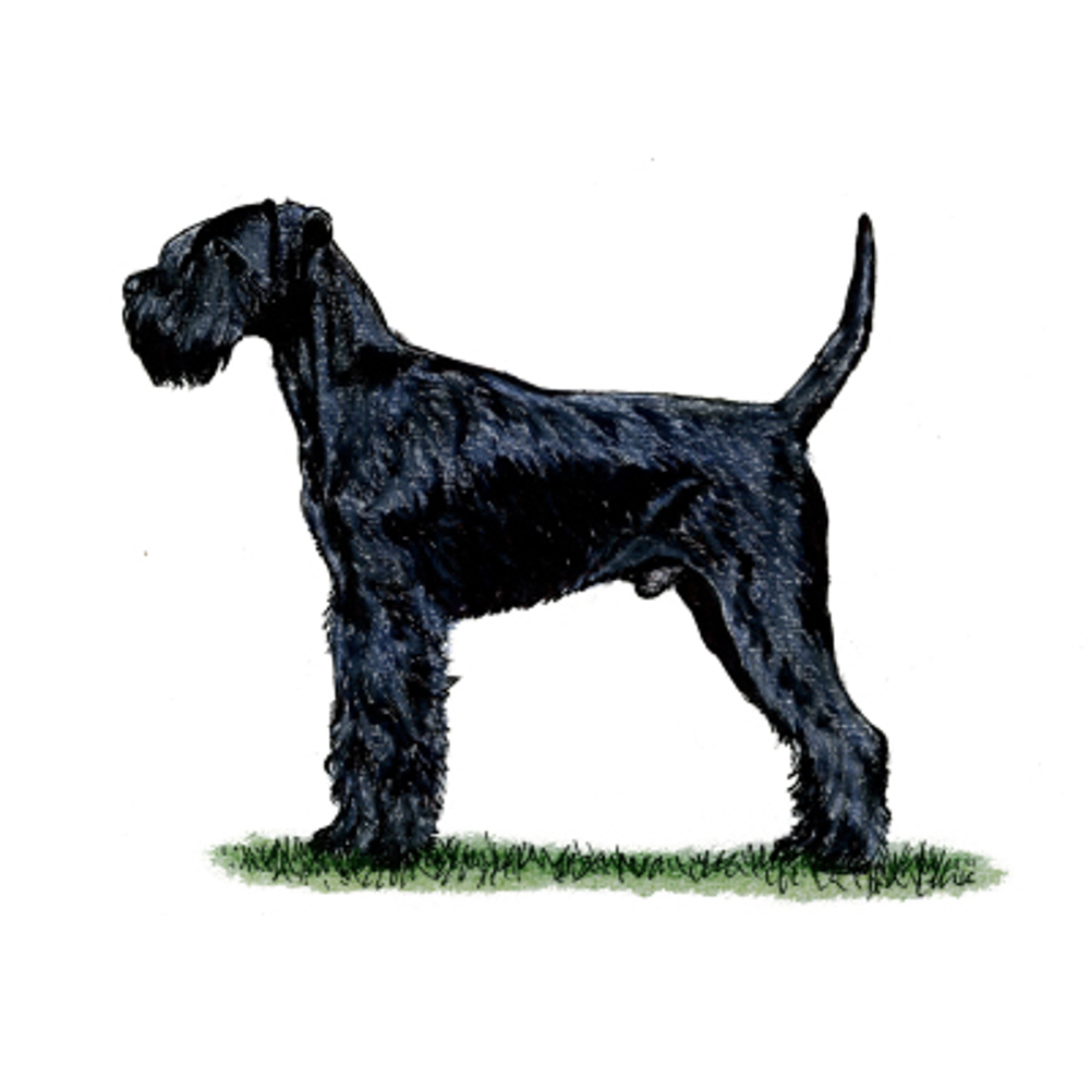 Giant Schnauzer illustration