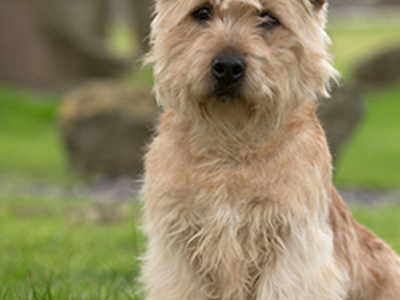 Glen of Imaal Terrier headshot