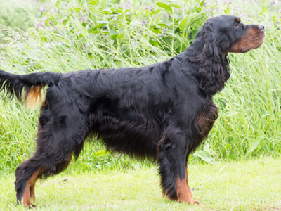 Gordon Setter standing