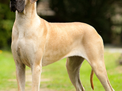 Great Dane standing