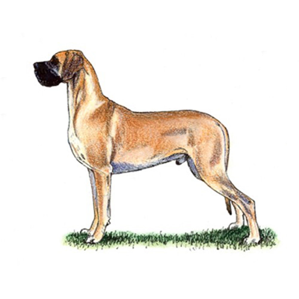 Great Dane illustration