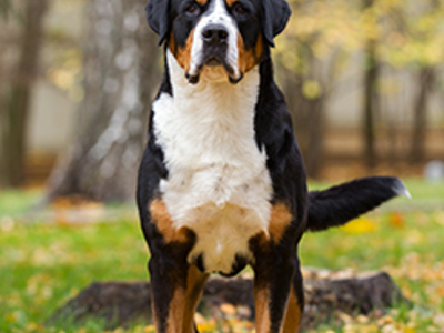 Great Swiss Mountain Dog headshot