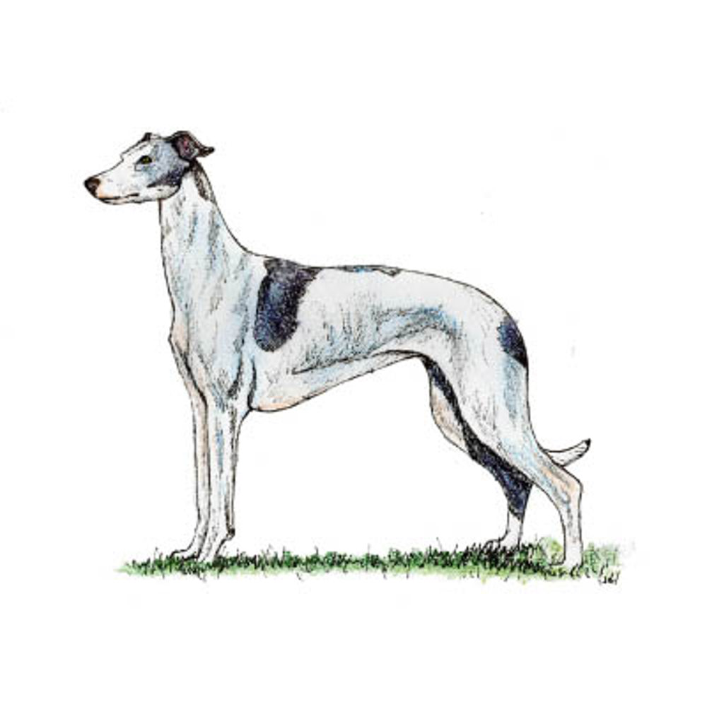 Greyhound illustration