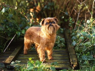 Griffon Bruxellois standing