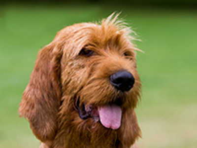 Griffon Fauve De Bretagne headshot