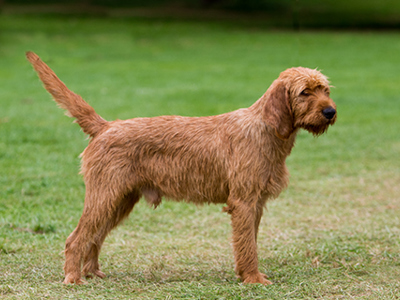 Griffon Fauve De Bretagne standing