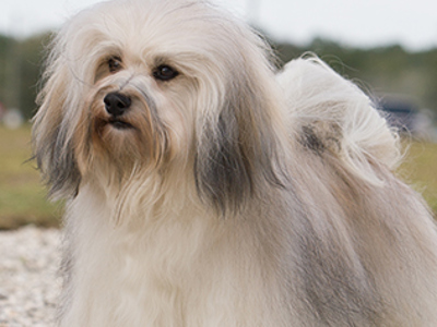 Havanese headshot