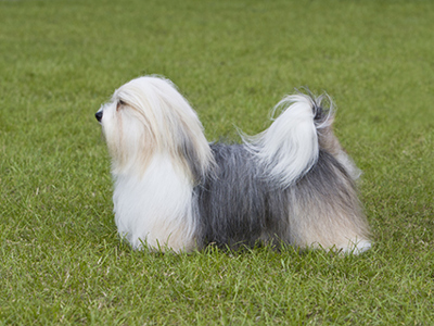 Havanese standing