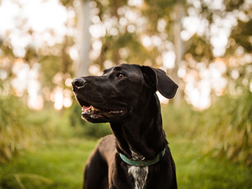 Great Dane with tongue out in the woods