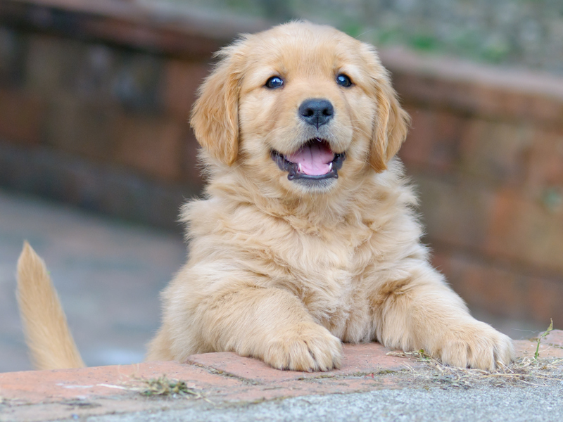 Lady sat on the sofa while puppy walks towards camera