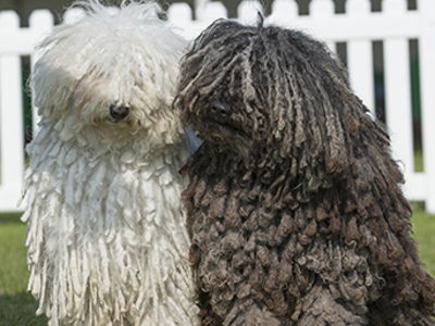 Hungarian Puli headshot