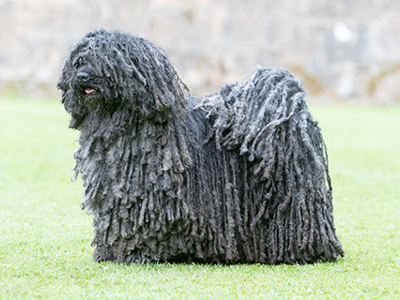 Hungarian Puli standing