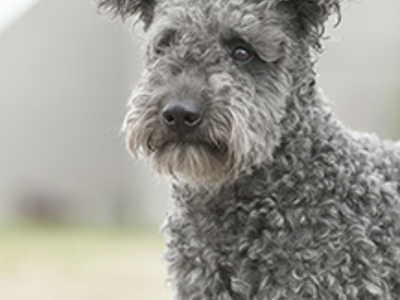 Hungarian Pumi headshot