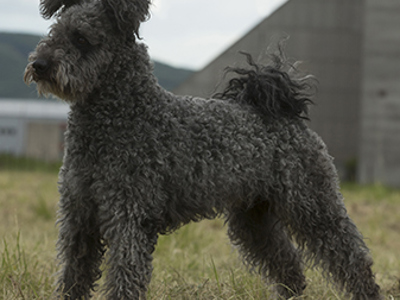 Hungarian Pumi standing