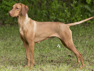 Hungarian Vizsla standing