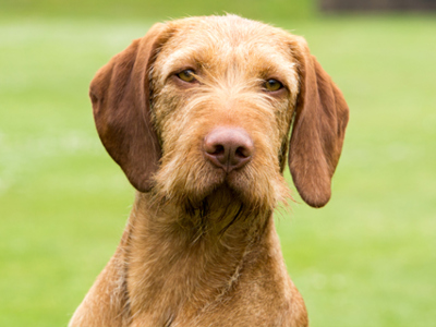 Hungarian Wire Haired Vizsla headshot