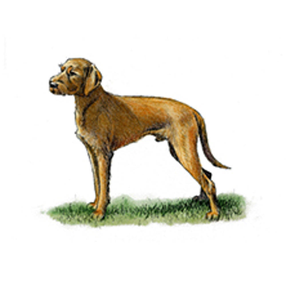 Hungarian Wire Haired Vizsla illustration