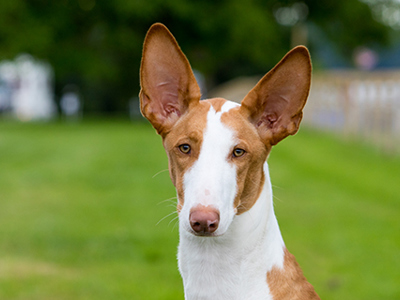 Ibizan Hound headshot