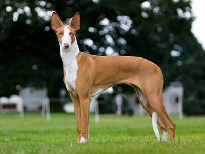 Ibizan Hound standing