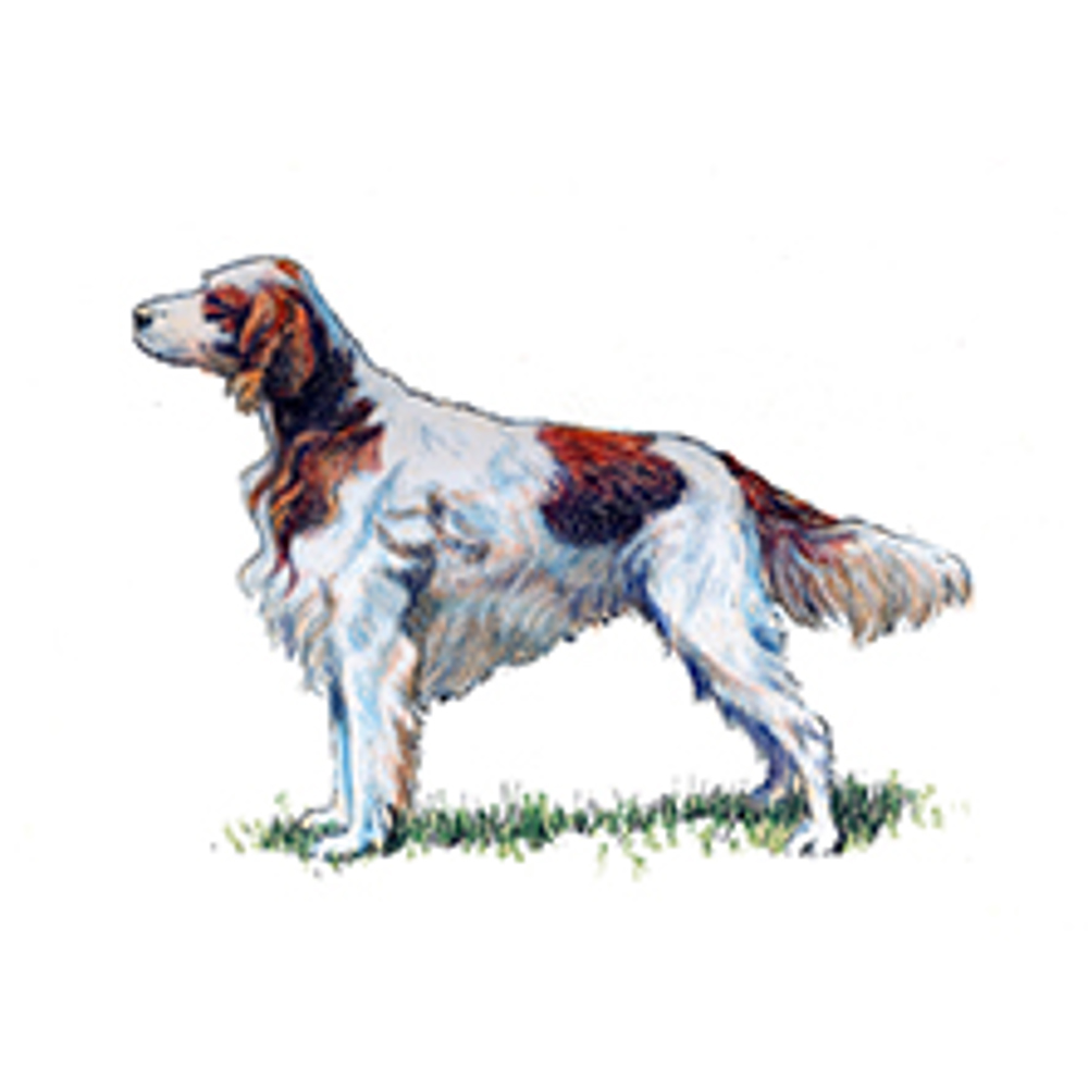 Irish Red & White Setter illustration