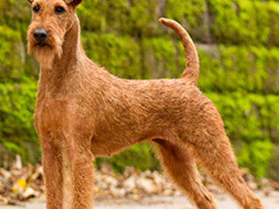 Irish Terrier standing