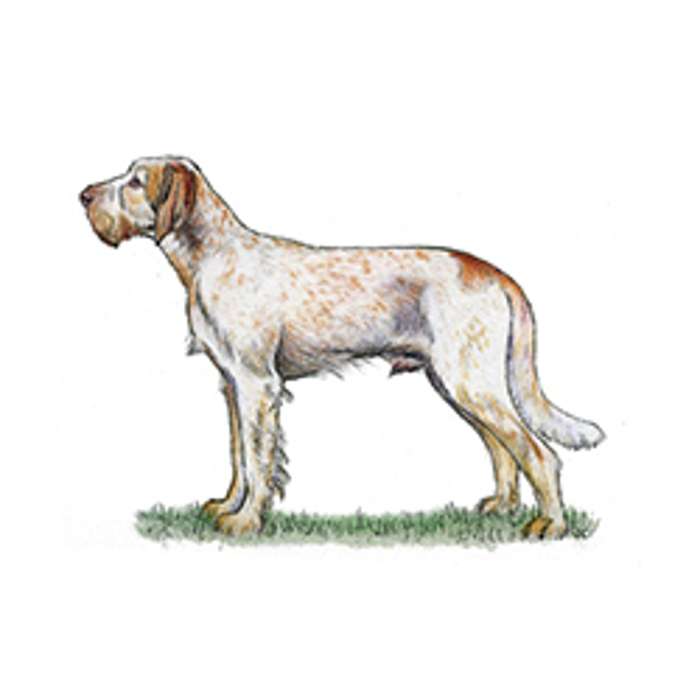 Italian Spinone illustration