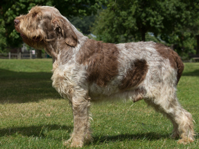 Italian Spinone standing