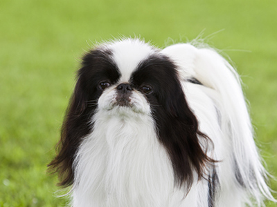 Japanese Chin headshot