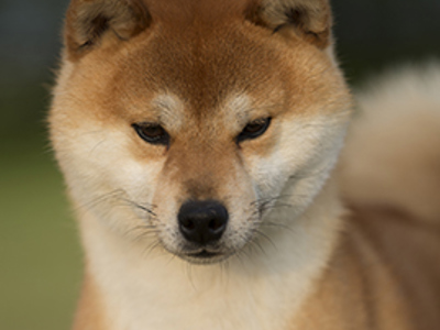 Japanese Shiba Inu headshot