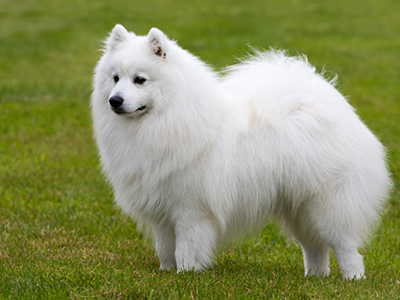 Japanese Spitz standing