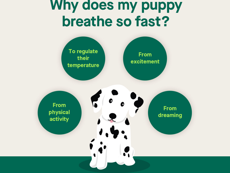 Why does my puppy breathe so fast? | The Kennel Club