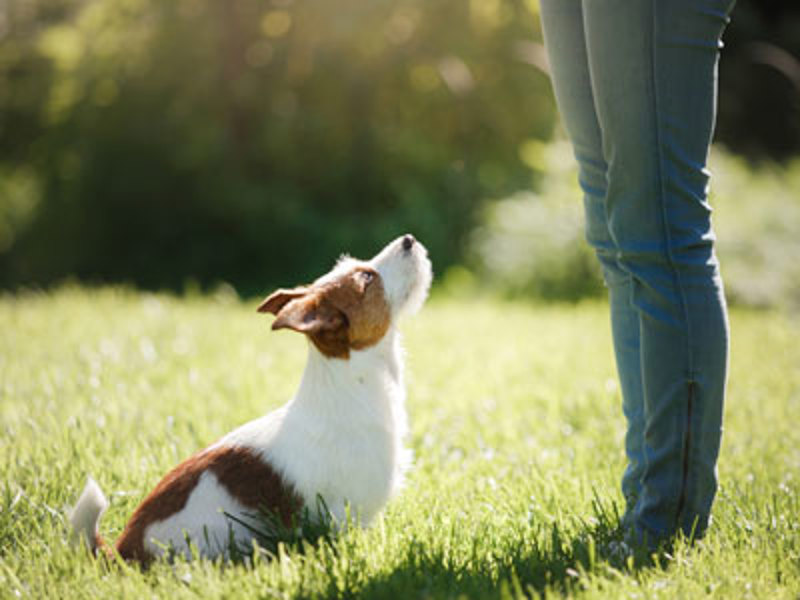 Dog sat down looking up at owner