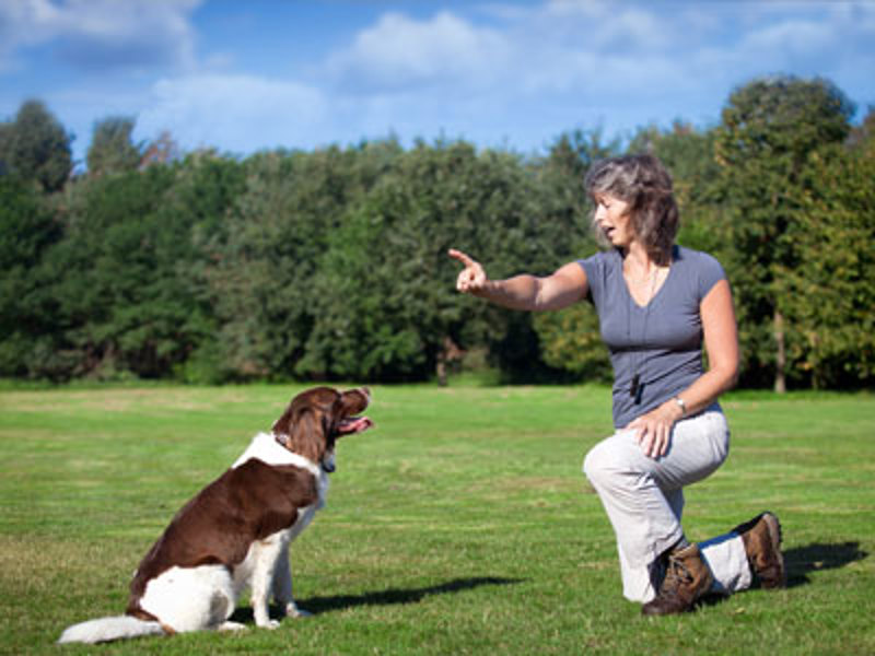 Dog sat while owner is kneeling down and pointing