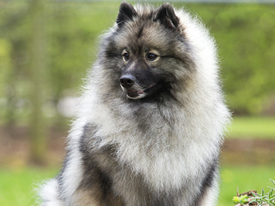 Keeshond headshot