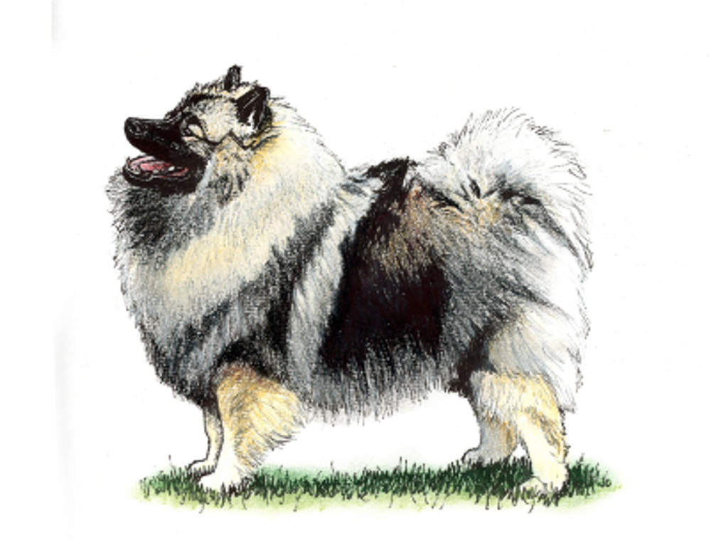 Keeshond illustration