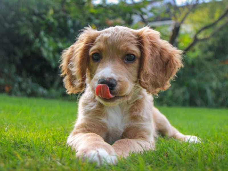 Puppy laying down with tongue out