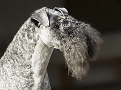 Kerry Blue Terrier headshot