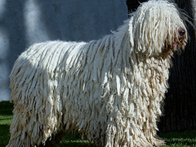 Komondor standing