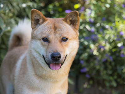 Korean Jindo headshot