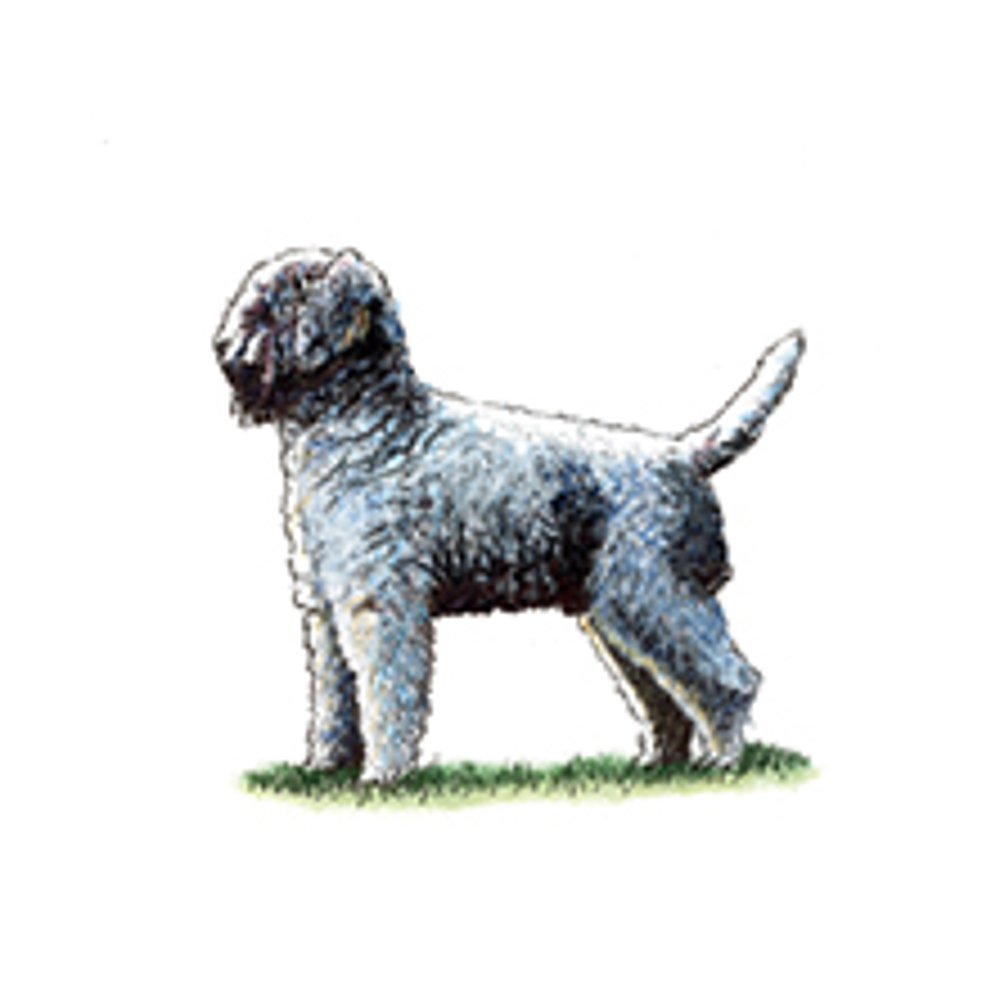 Lagotto Romagnolo illustration