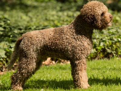 Lagotto Romagnolo standing