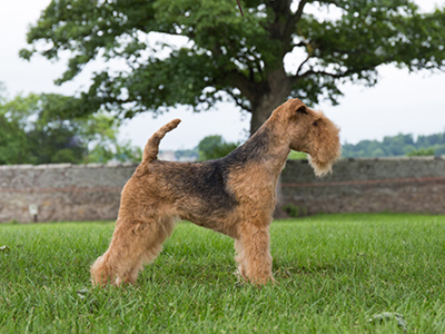 Lakeland Terrier standing